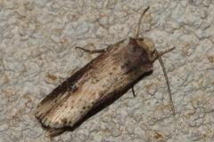 Noctuelle Putride, papillon, Drôme, août 2025