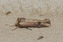 Noctuelle Putride, papillon, Drôme, juin 2025