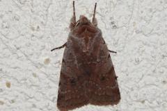Noctuelle Rubiconde, papillon, Drôme, mars 2026