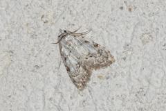 Nole crêtée, papillon, Drôme, avril 2026