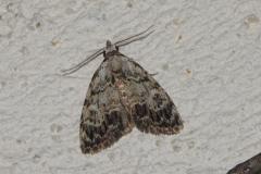 Nole striolée , papillon, Drôme, août 2025