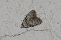 Nole striolée , papillon, Drôme, août 2025