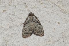 Nole striolée , papillon, Drôme, juillet 2025