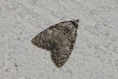 Nole striolée , papillon, Drôme, août 2025