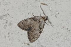 Nole striolée , papillon, Drôme, août 2025