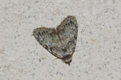 Nole striolée , papillon, Drôme, juin 2025