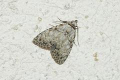 Nole striolée , papillon, Drôme, juillet 2026