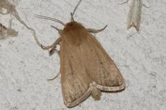 Nonagrie Bétique, papillon, Drôme, août 2025