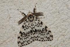 Nonne, papillon mâle, Drôme, juillet 2025