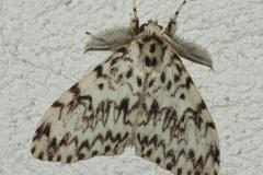 Nonne, papillon mâle, Drôme, juillet 2026