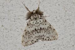 Nonne, papillon mâle, Drôme, juin 2025