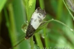 Notocélie à palpes jaunes, papillon, Drôme, mai 2024