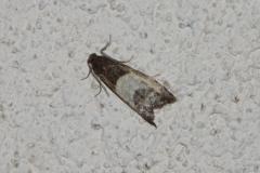 Notocélie à palpes jaunes, papillon, Drôme, mai 2025
