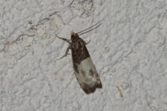Notocélie à palpes jaunes, papillon, Drôme, mai 2025