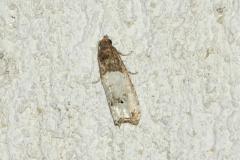Notocélie de l'Eglantier, papillon, Drôme, juillet 2026
