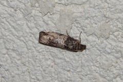 Notocélie rosée, papillon, Drôme, septembre 2025