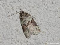 Nyctéole du Peuplier