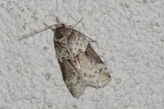 Nyctéole du Peuplier, papillon, Drôme, avril 2026