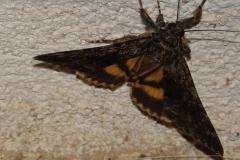 Nymphagogue, papillon, Drôme, juin 2026