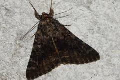 Nymphagogue, papillon, Drôme, juin 2026