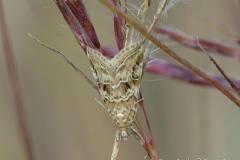 Nymphule ondée, papillon, Drôme, octobre 2023