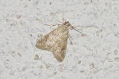 Nymphule ondée, papillon, Drôme, août 2025