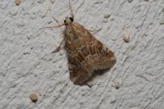 Nymphule ondée, papillon, Drôme, juillet 2023