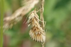 Odontie dentelée, papillon, Drôme, juin 2025