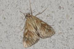 Odontie dentelée, papillon, Drôme, juillet 2025