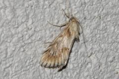 Odontie dentelée, papillon, Drôme, juin 2025