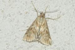 Odontie dentelée, papillon, Drôme, juillet 2024
