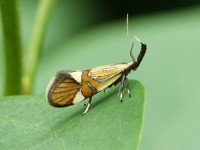 Oecophore nervurée