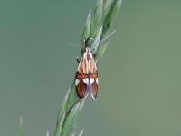 Oecophoridae