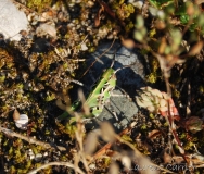 Oedipode soufrée, larve, Drôme, juin 2018