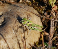 Oedipode soufrée, larve, Drôme, juin 2018