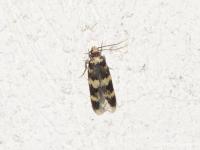 Oegoconia spe
