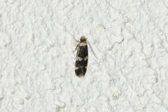 Oegoconia deauratella? papillon, Drôme, juillet 2026