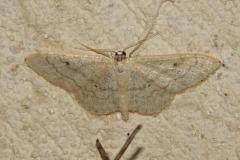 Ombrageuse, papillon, Drôme, juin 2025