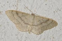 Ombrageuse, papillon, Drôme, juin 2025