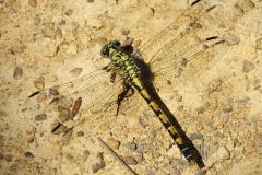 Onychogomphe à pinces, femelle, Drôme, juillet 2025