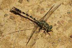 Onychogomphe à pinces, mâle, Drôme, juillet 2025