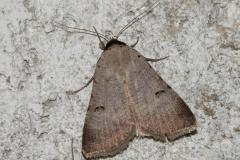 Ophiuse des pois à crapauds, papillon, Drôme, juin 2025