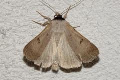 Ophiuse des pois à crapauds, papillon, Drôme, juin 2025