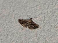 Alucitidae