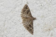 Ornéode du chèvrefeuille, papillon, Drôme, juin 2025