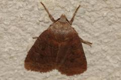 Orrhodie de l'Airelle, papillon, Drôme, mars 2026