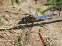 Orthétrum bleuissant