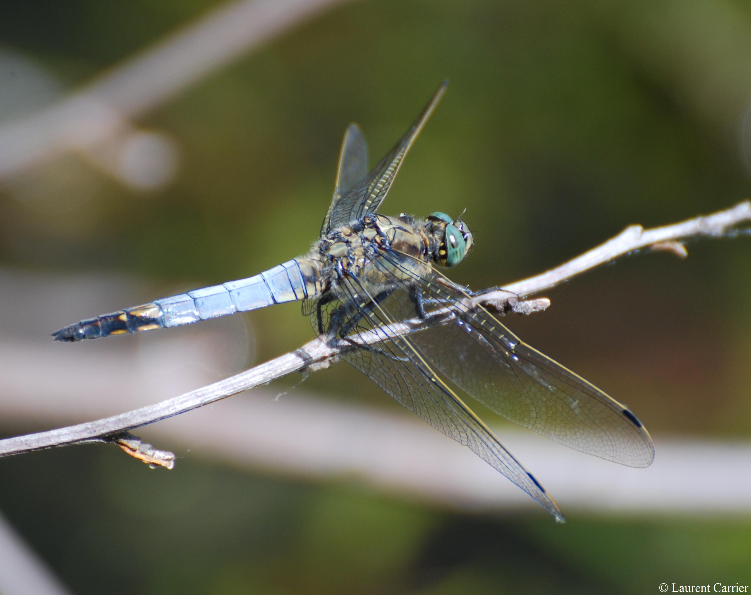 orth-trum-r-ticul-orthetrum-cancellatum-laurent-carrier-ornithologie