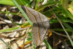Ortholite plombée, papillon, Drôme, mai 2025
