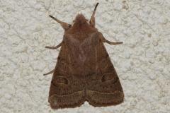 Orthosie du cerisier, papillon, Drôme, mars 2026